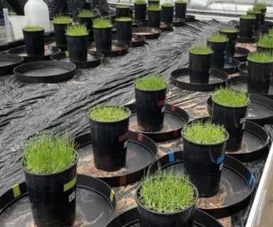 Reduced nitrate-N leaching