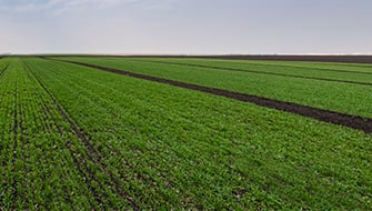 ICL’s TSP and SSP: Reliable Phosphate Fertilizers for Agronomic and Market Stability