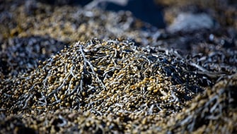 Synergistic Nutrition: How Biostimulants Enhance Mineral NPK for Higher Yields