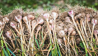 Garlic