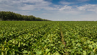 BEOZ Nephrite Trial in Soybean in Ukraine
