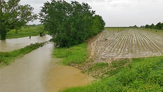 How to Help Crops Recover After Heat, Drought, or Heavy Rain