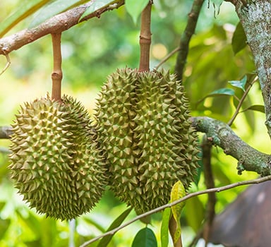 Durian Trial with NovAcid and Polysulphate