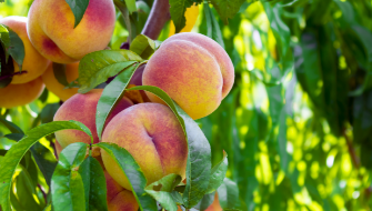 Why Potassium Demand Peaks During Fruit Filling