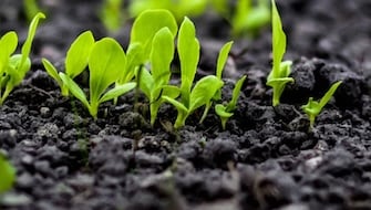 How to Choose Between Humic Substances and Seaweed-Based Nutrition