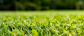 What is Cation Exchange Capacity (CEC)?