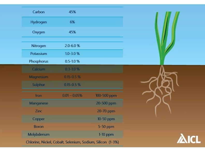 Diagram showing the relative concentrations of essential nutrients within a turfgrass plant, highlighting iron as an essential micronutrient required in small amounts.