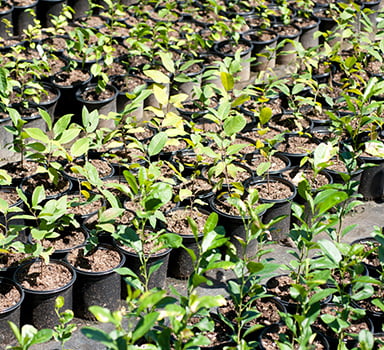 Osmocote 5 Optimizes Nutrient Use Efficiency