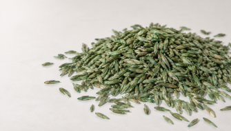 What is ZipSeed seed coating treatment?