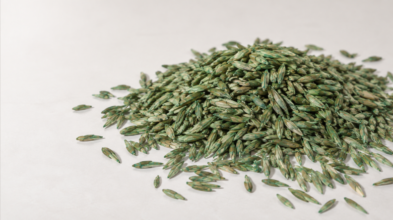 Close-up of green ZipSeed-coated perennial ryegrass seed.