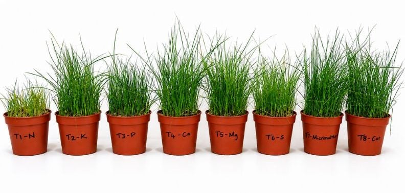 Perennial ryegrass nutrient-omission trial at 21 days minus nutrients, comparing plants grown without nitrogen, potassium, phosphorus, calcium, magnesium, sulphur, micronutrients or copper, with the nitrogen-deficient treatment showing the poorest growth and most severe yellowing.