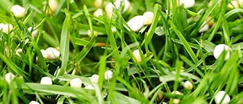 Different forms of nitrogen in turf management