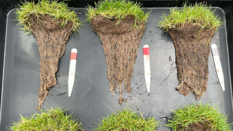 Turf samples with exposed root systems prepared for assessment during the Reaseheath fertilizer trial.