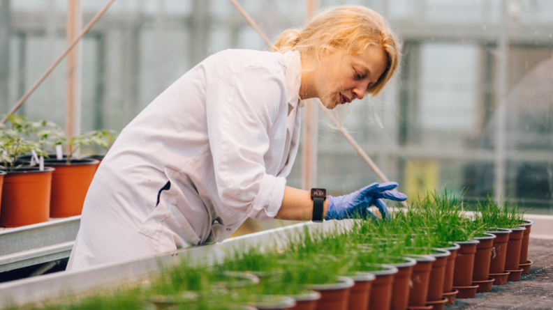 Researcher assessing turfgrass grown in pots during the struvite phosphorus trial at Bangor University.