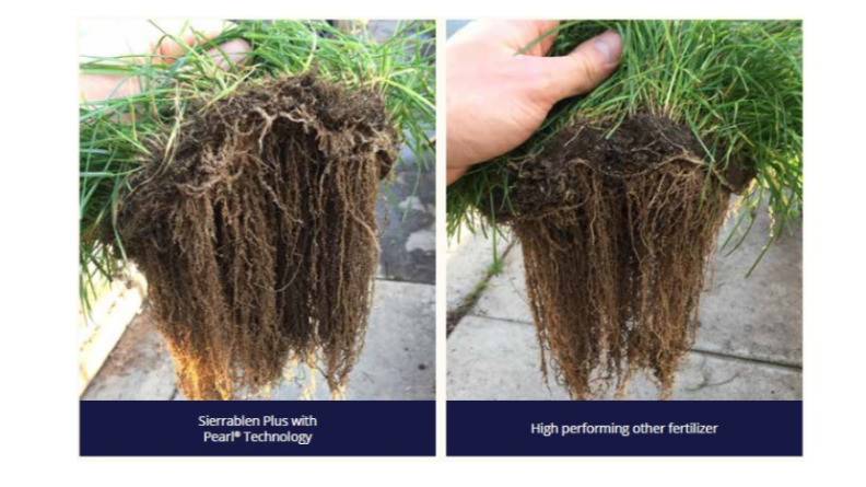 Side-by-side comparison of turf root systems treated with Sierrablen Plus with Pearl technology and another fertiliser.