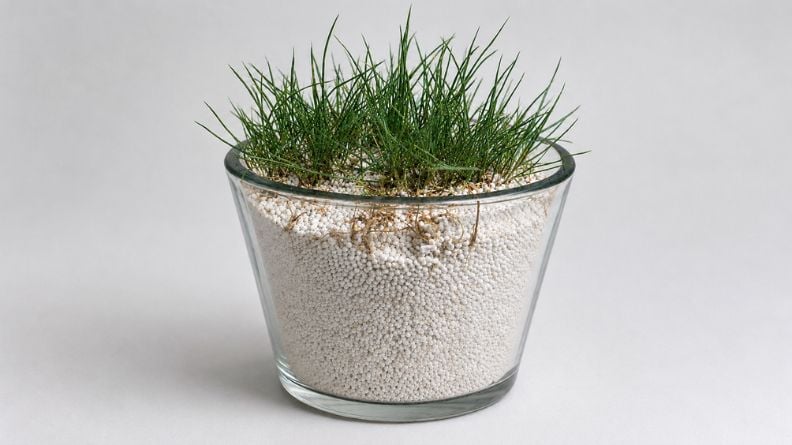 Grass growing directly in a container of Pearl struvite granules, demonstrating Pearl’s low salt index.