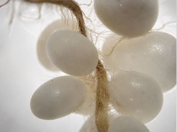 Close-up of turf roots growing alongside Pearl struvite granules without visible scorch or dieback.