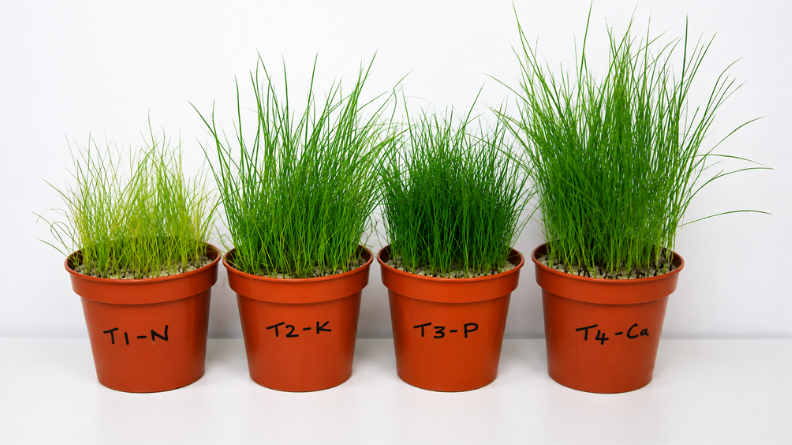 Four pots of perennial ryegrass from a nutrient omission trial, labelled minus nitrogen, potassium, phosphorus and calcium, showing differences in turf growth and appearance.