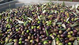 How to Prepare Olive Orchards for Efficient Mechanical Harvesting