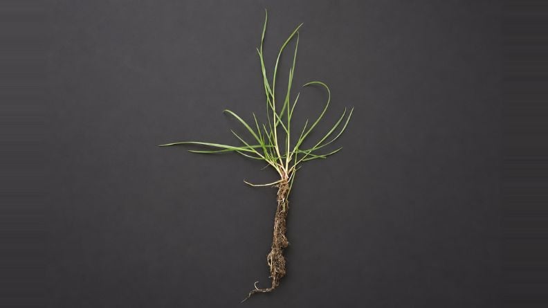 Uprooted perennial ryegrass specimen with narrow green leaves, visible crown and exposed fibrous root system against a dark charcoal background.