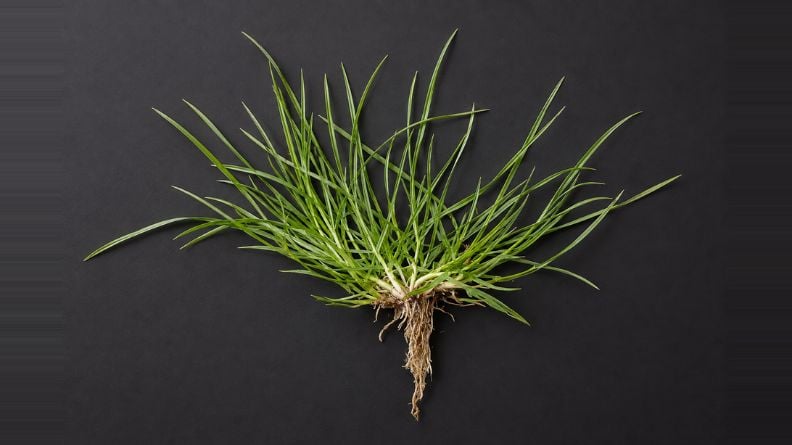 Torsion grass specimen with dense narrow green leaves, visible basal crown and exposed fibrous roots against a dark charcoal background.