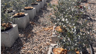 Key Nutritional Considerations when Reducing Peat from Substrate