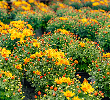 H2Gro Improves Growth and Rooting in Chrysanthemum