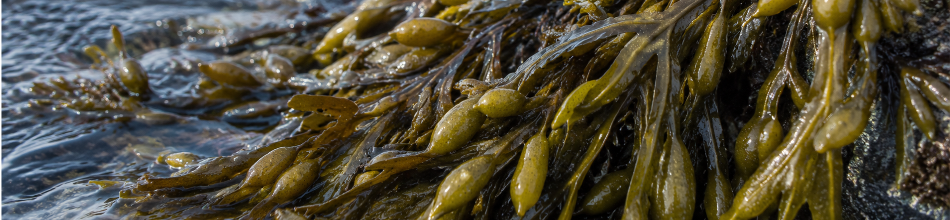 Why Seaweed Extraction Matters
