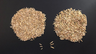 Diploid vs Tetraploid Perennial Ryegrass: What Is the Difference?