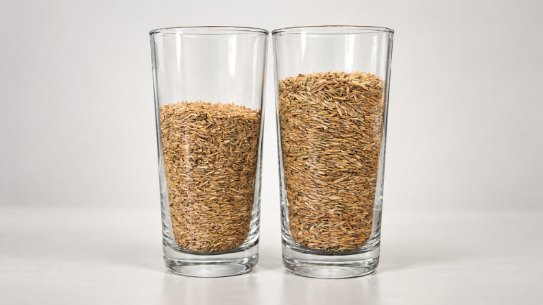 Diploid perennial ryegrass seed on the left and tetraploid perennial ryegrass seed on the right, showing the difference in seed volume.