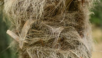 How Coir Improves Growing Media Performance in Horticulture