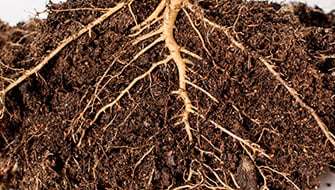 Understanding Plant Roots for Ornamental Growers