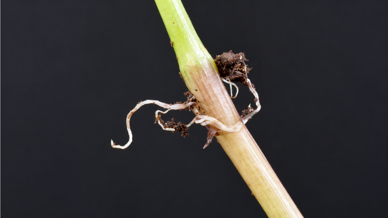 Creeping bentgrass (Agrostis stolonifera) stolon showing roots and new shoot growth developing at a node.