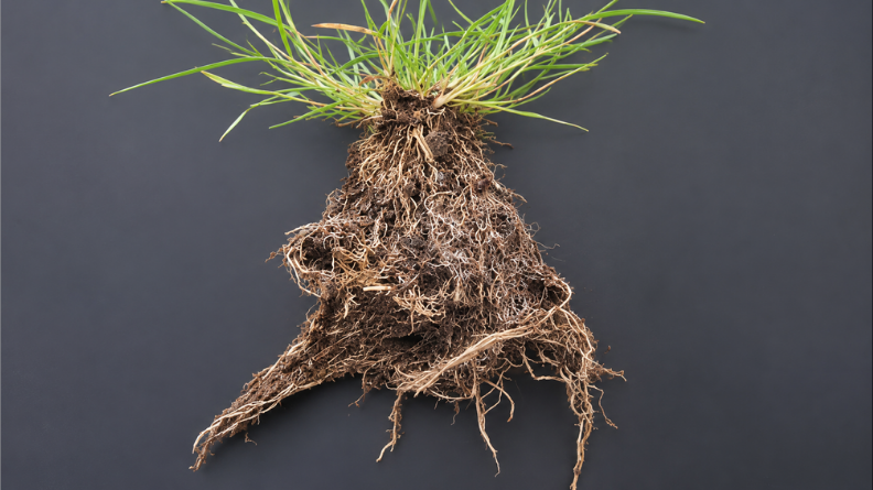 Creeping bentgrass (Agrostis stolonifera) plant showing its dense fibrous root system.
