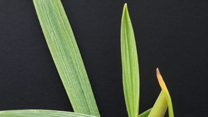 Close-up of ribbed, bluish-green leaves of creeping bentgrass (Agrostis stolonifera).