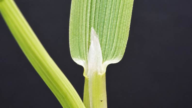 Close-up of the prominent blunt ligule of creeping bentgrass (Agrostis stolonifera).