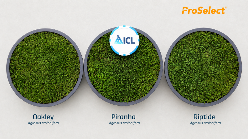 Oakley, Piranha and Riptide creeping bentgrass cultivars shown side by side in turf pots.