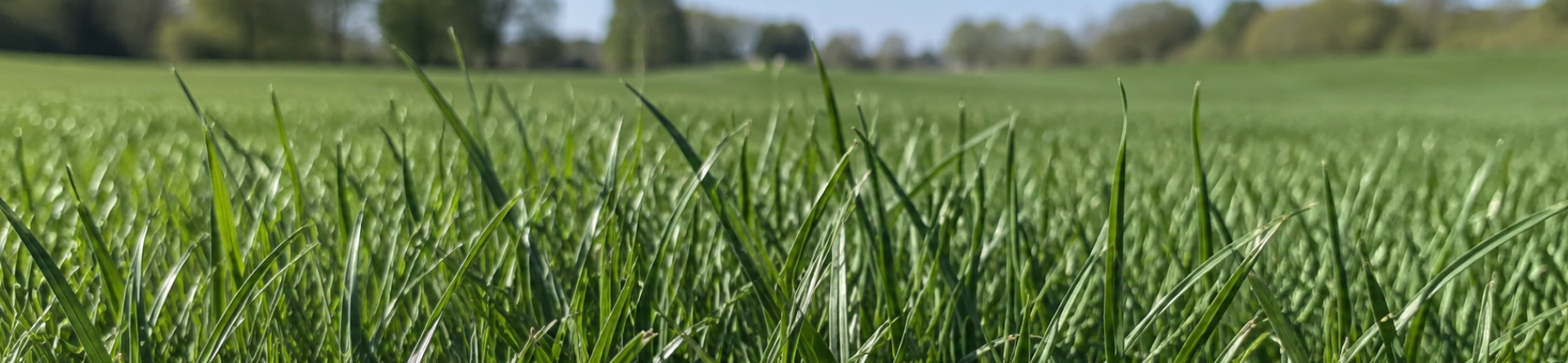Spyder 2LS: tall fescue cultivar profile