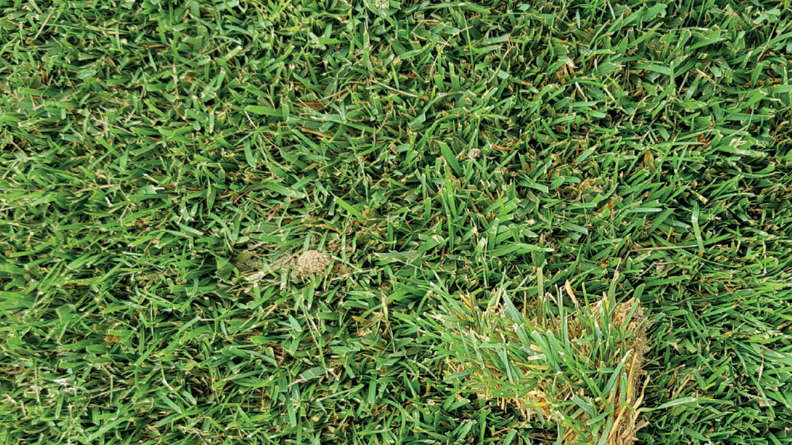 Greenheaven tall fescue beside Traction Poa pratensis, showing similar turf texture and color.