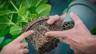 Root Respiration: Why Oxygen Is Essential for Healthy Roots