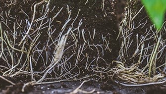 Root Structure: How Roots Grow and Explore the Growing Medium