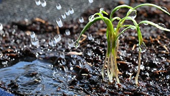 How Roots Absorb Water and Nutrients: Understanding Uptake Mechanisms