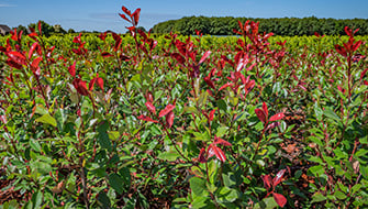 How Ornamental Plants Grow and Build New Biomass