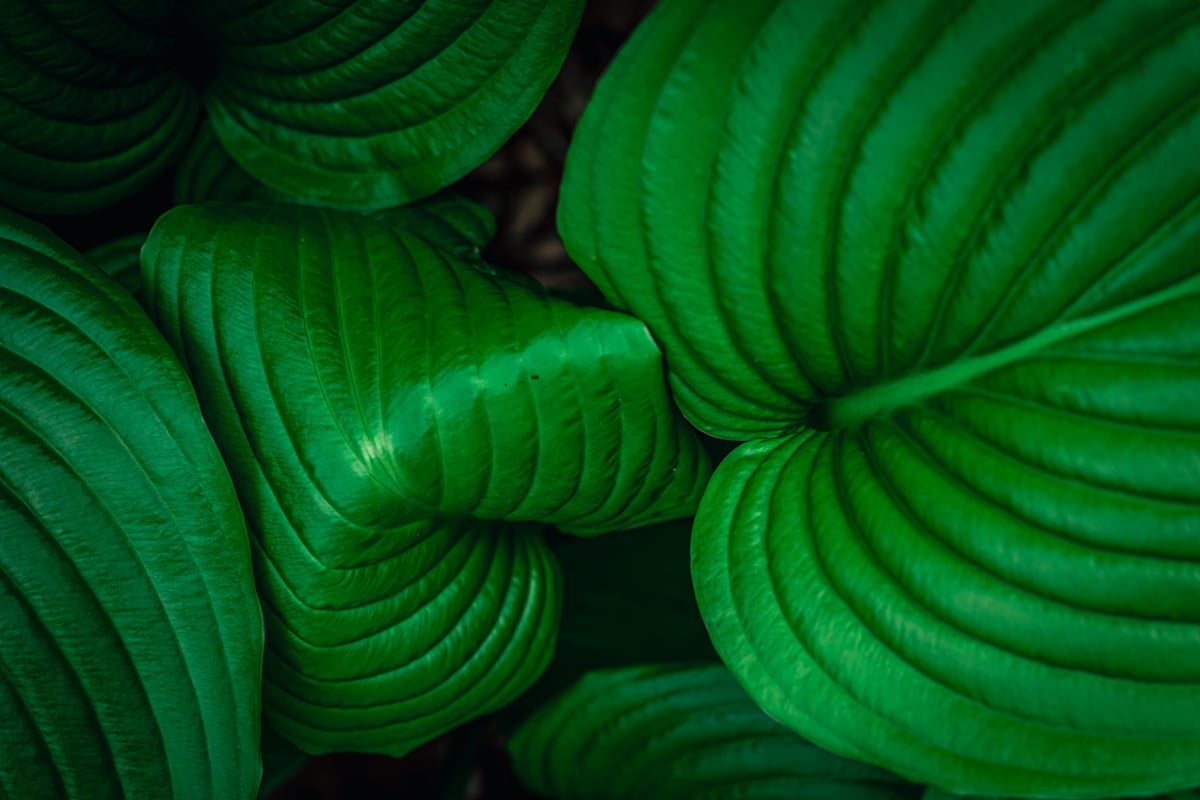 green leaves of hosta