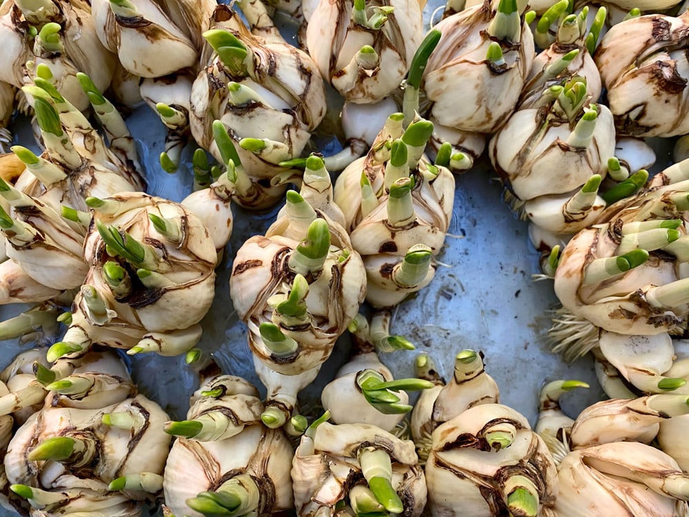 ornamental flower bulbs with sprouts