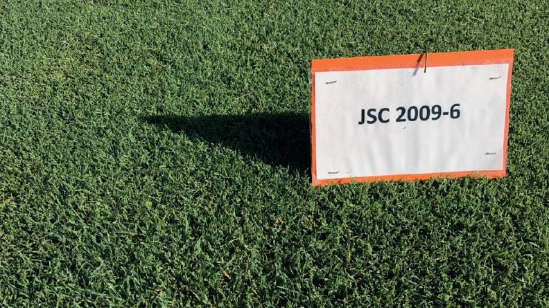 Dense Rio Bermudagrass (JSC2009-6) growing in a trial plot with a cultivar identification sign.