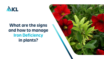 What is Iron Deficiency in plants?