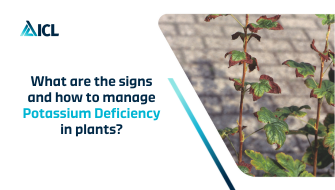 What is Potassium Deficiency in plants?