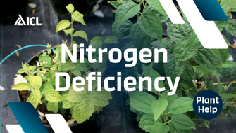 What is Nitrogen Deficiency in plants?