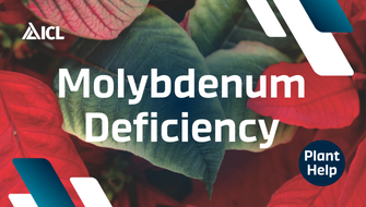 What is Molybdenum Deficiency in plants?
